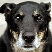 Opieka nad starym psem – podstawowe zasady