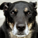 Opieka nad starym psem – podstawowe zasady