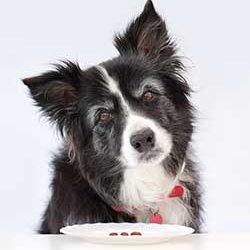 Dieta psiego seniora