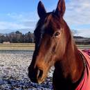 Jak odczytać nastrój konia?