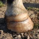 Co trzeba wiedzieć o pielęgnacji końskich kopyt?