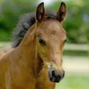 Jak zrozumieć konia?