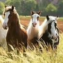 Co warto wiedzieć o hodowli koni?