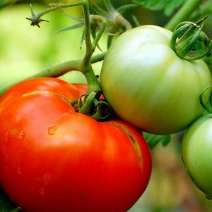 Drylowanie pomidorów