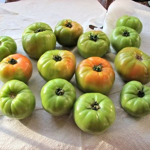 Smażenie pomidorów