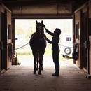 Czyszczenie konia – podstawowe zasady