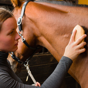 Czyszczenie konia – krok pierwszy