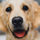 Podstawowe zasady odrobaczania psa