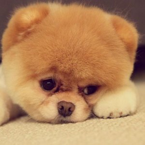 Pierwsze odrobaczanie