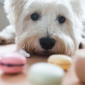 Regularne odrobaczanie