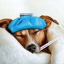 Jak ocenić stan zdrowia psa?