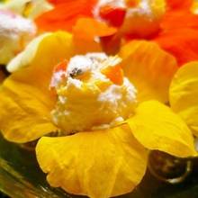 Faszerowana nasturcja – jak ją przygotować?