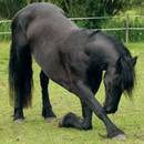 Szkolenie konia – podstawowe zasady