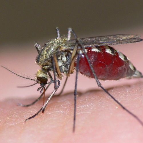 Sprawdzone preparaty do oprysku na komary