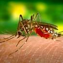 Jakie repelenty można wykorzystać w ogródku?