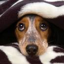 Co zrobić, gdy pies boi się burzy?