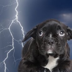 Jak pokonać strach psa przed burzą – sposób drugi