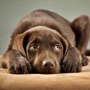 Gdy pies boi się burzy