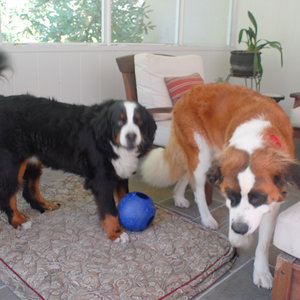 Jak pokonać strach psa przed burzą – sposób pierwszy