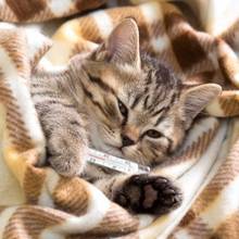 Jak poprawnie zmierzyć temperaturę u kota?