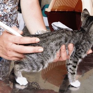 Pomiar temperatury u kota – podstawowe zasady