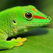 Żywienie gekona – podstawowe zasady