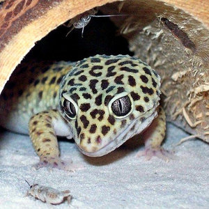 Jak często karmi się gekony?