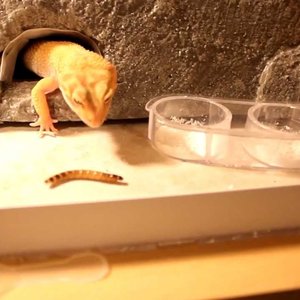 Jak podawać pokarm?