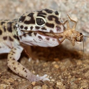 Czym karmić gekona?