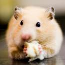 Jak przygotować chipsy jabłkowe dla chomika?