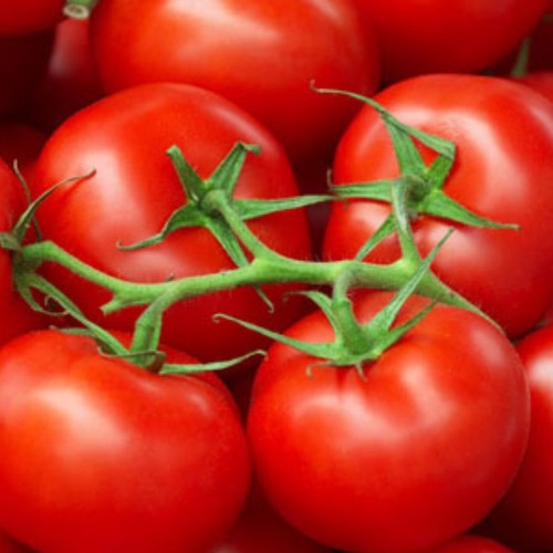 Uprawa pomidorów – podstawowe zasady