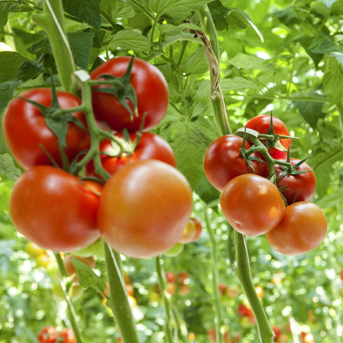 Podlewanie pomidorów