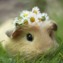 Zasady obcinania paznokci śwince morskiej