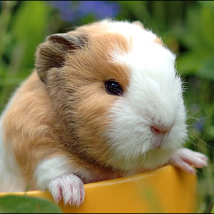 Obcinanie pod kątem