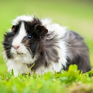 Pozycja do obcinania