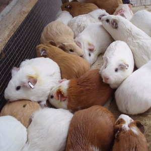 Ostrożnie przy naczynkach