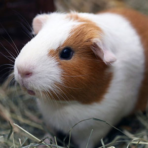 Obcinacz do paznokci