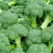 Jak uprawiać brokuły?