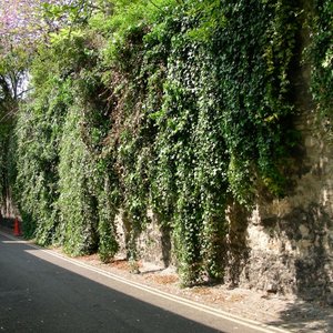 Rodzaj gleby dla bluszczu