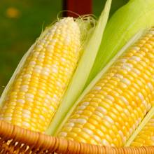 Jak ugotować kukurydzę, żeby była miękka?