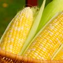 Jak ugotować kukurydzę, żeby była miękka?