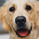 Jak poradzić sobie z psem, który wszystko gryzie?