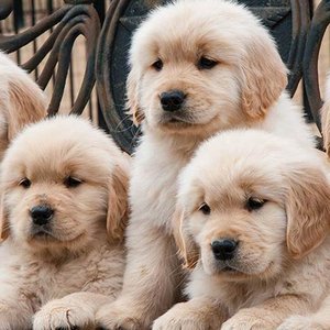 Gryzienie ze strachu