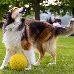 Gryzienie gdy nie ma domowników