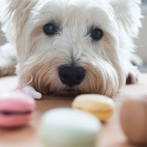 Gryzienie z braku minerałów