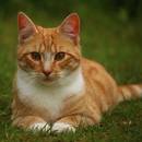 Jak szybko zorientować się, że kot ma robaki?