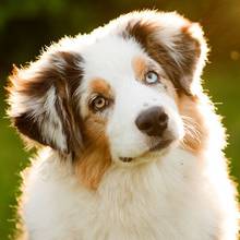 Zasady leczenia anemii u psa