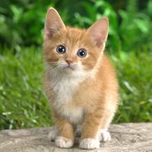 Jak poprawnie obciąć kotu pazury?