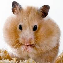 Jak dobrze opiekować się chomikiem?