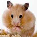 Jak dobrze opiekować się chomikiem?